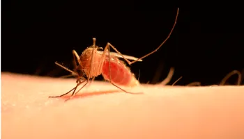 Seeking ‘Whom to Bite’ Instructions in Mosquitoes’ Genes