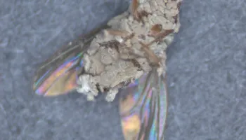 The Broader a Fungus’s Diet, the Better It Kills Insects and Helps Plants