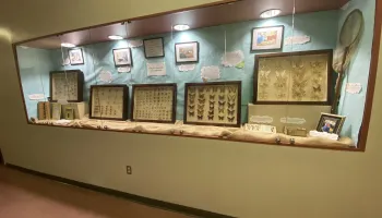 Doepkens Insect Collection Now on Display in Plant Sciences Building