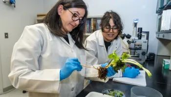 Got a Sick Plant? Take it to UMD’s Plant Hospital