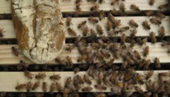 Pesticides Not the Sole Culprit in Honey Bee Colony Declines