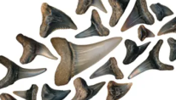 Young Scientists, Ancient Discoveries