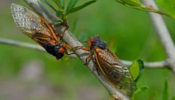 Double Cicada Mania Approaches—But Seeing Them Calls for a Road Trip