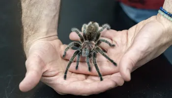 Meet Maryland’s Unofficial Mascots