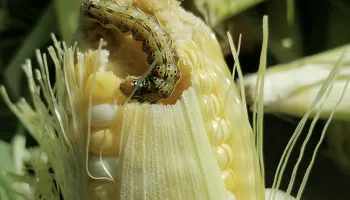 Solving the Pest Resistance Riddle