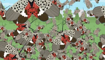 Spotted Lanternflies Are Emerging in Huge Numbers. Don’t Panic, Says UMD Entomologist