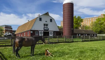 UMD Graduate Brings Research Rigor to Veterinary Medicine