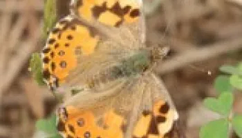 You Have to Break a Few Eggs to Make a Butterfly Omelette